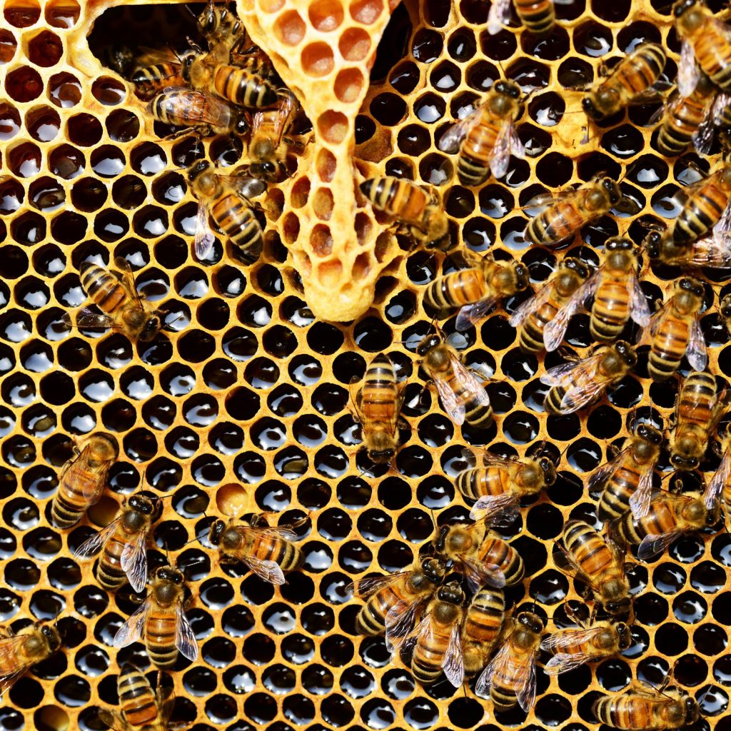 apis_mellifera_bee_beekeeping_web