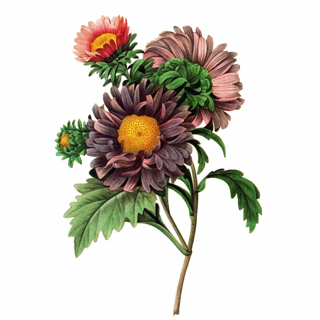 Godspeed_Flower_Web